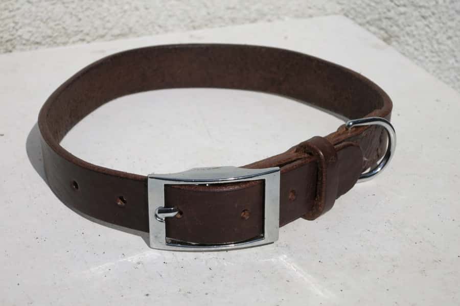 Plain leather dog collar with silver buckle