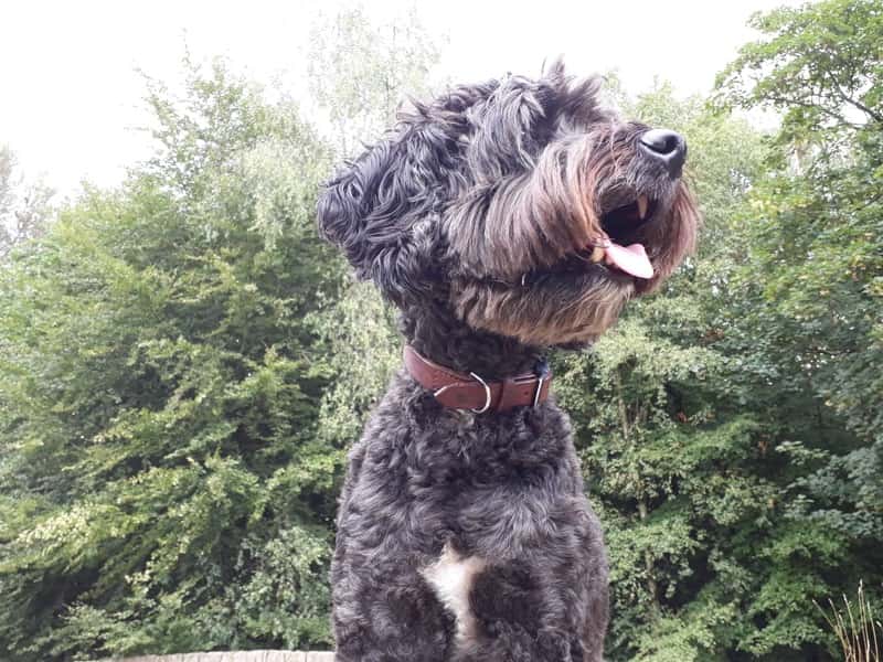 Plain leather dog collar with nickel buckle modelled by digger