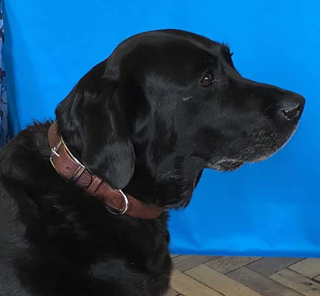 Plain leather dog collar with nickel buckle being worn by a labrador